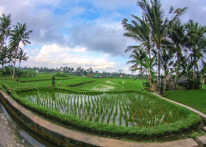 Belvilla Moksha Ceking Rice Terracenearubud Jungle Swing ホテル